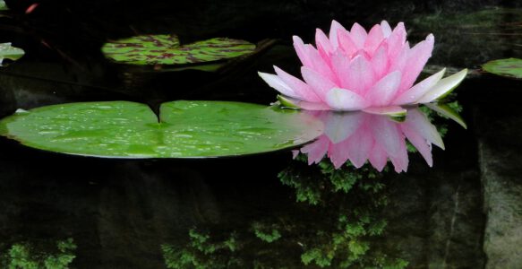Meditation
